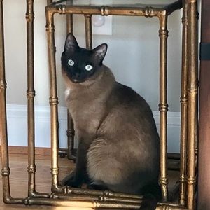 Meet your Posher, Elizabeth